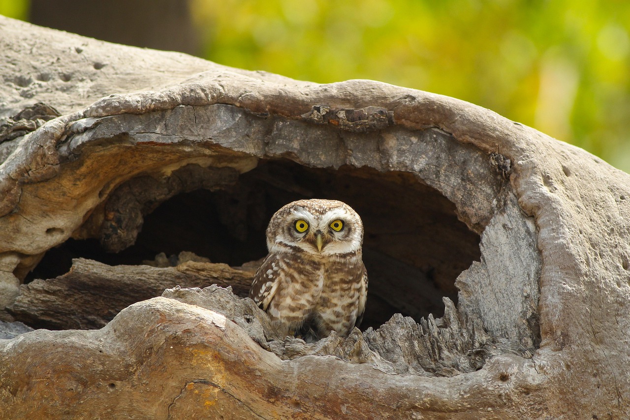 spotted owlet, owl, bird, animal, owl nest, nest, owlet, bird of prey, raptor, wildlife, predator, plumage, tree, tree trunk, outdoors, nature, owl, owl, owl, owl, owl